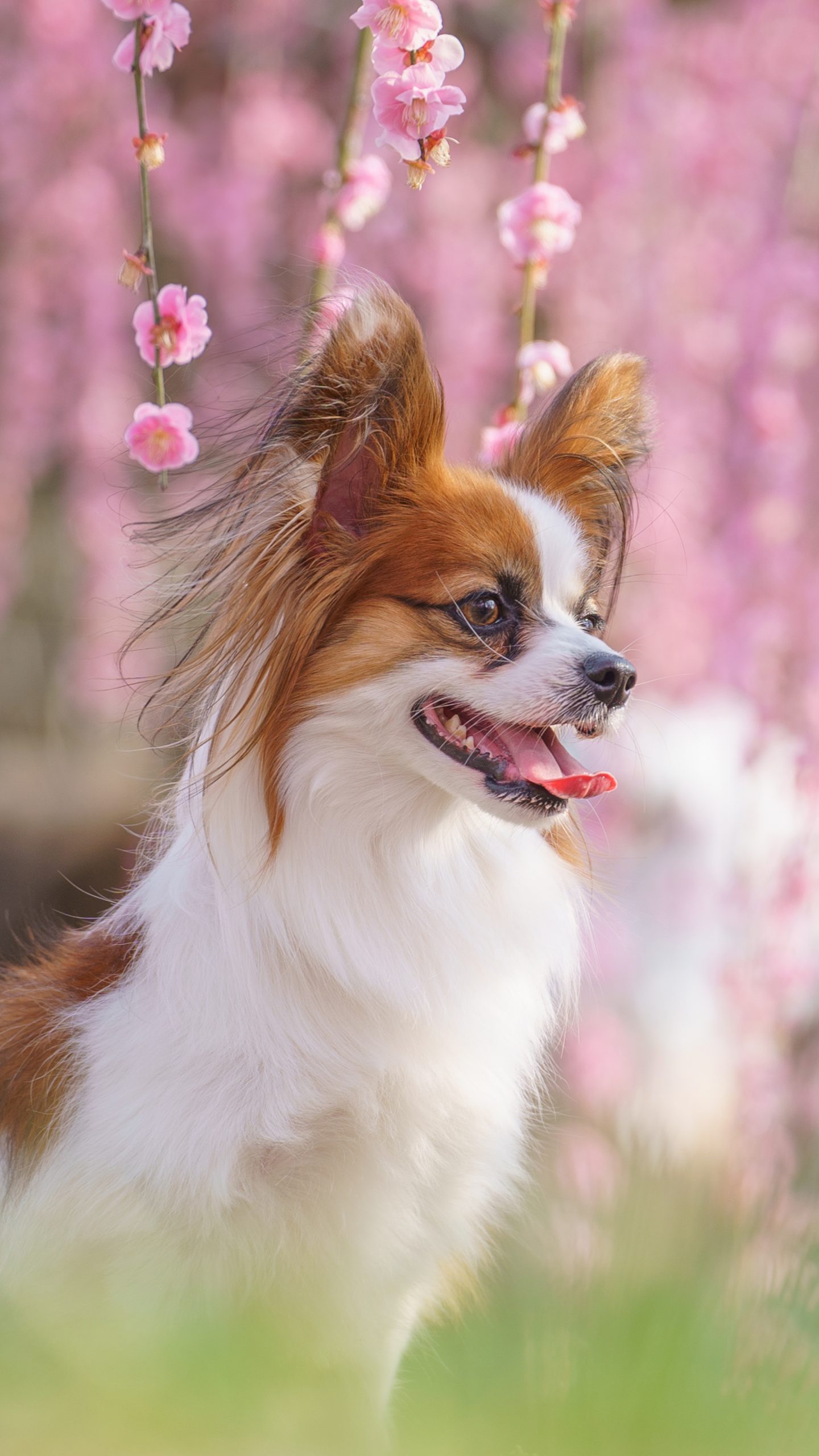 無料壁紙 梅に包まれる犬。PCとデスクトップ壁紙に最適な4K高画質の無料壁紙。三重県津市のかざはやの里で撮影したフリー写真素材