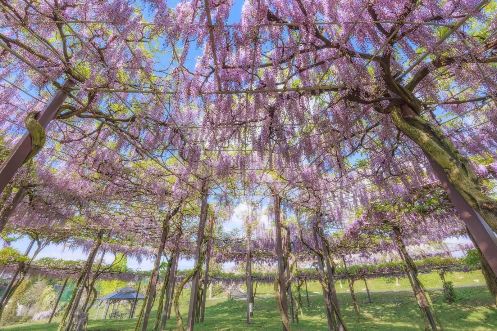 無料壁紙 世界に一つだけのデザイン「九画三段円」の藤棚。PCとデスクトップ壁紙に最適な4K高画質の無料壁紙。三重県津市のかざはやの里で撮影したフリー写真素材