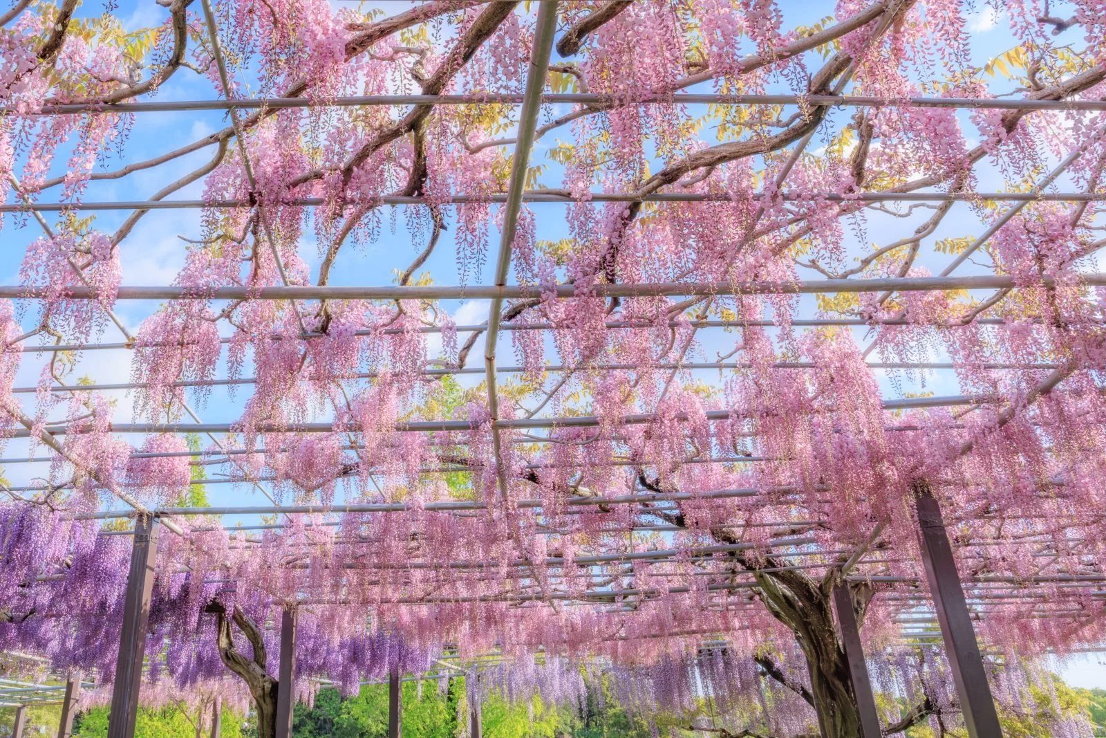 無料壁紙 ピンクの藤が可愛い藤棚。PCとデスクトップ壁紙に最適な4K高画質の無料壁紙。三重県津市のかざはやの里で撮影したフリー写真素材