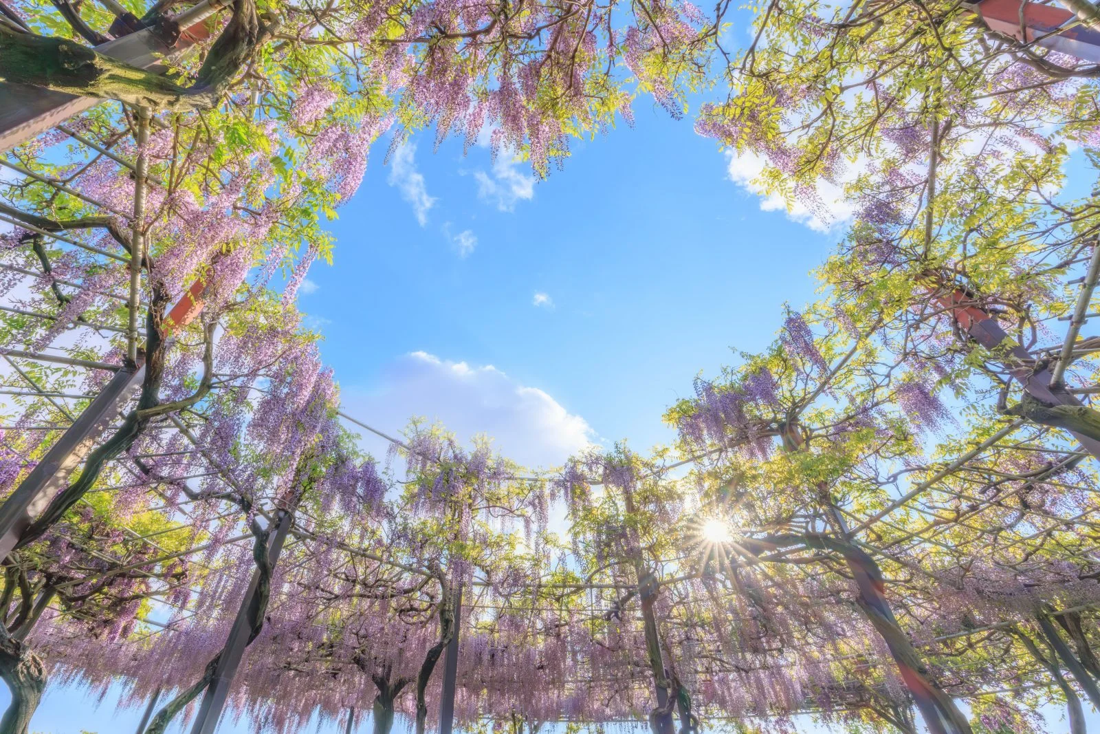 無料壁紙 ハートの青空が浮かぶ藤棚。PCとデスクトップ壁紙に最適な4K高画質の無料壁紙。三重県津市のかざはやの里で撮影したフリー写真素材