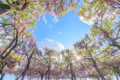 無料壁紙 ハートの青空が浮かぶ藤棚。PCとデスクトップ壁紙に最適な4K高画質の無料壁紙。三重県津市のかざはやの里で撮影したフリー写真素材