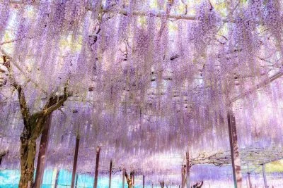 無料壁紙 藤のシャンデリアが続くエリア。PCとデスクトップ壁紙に最適な4K高画質の無料壁紙。三重県津市のかざはやの里で撮影したフリー写真素材