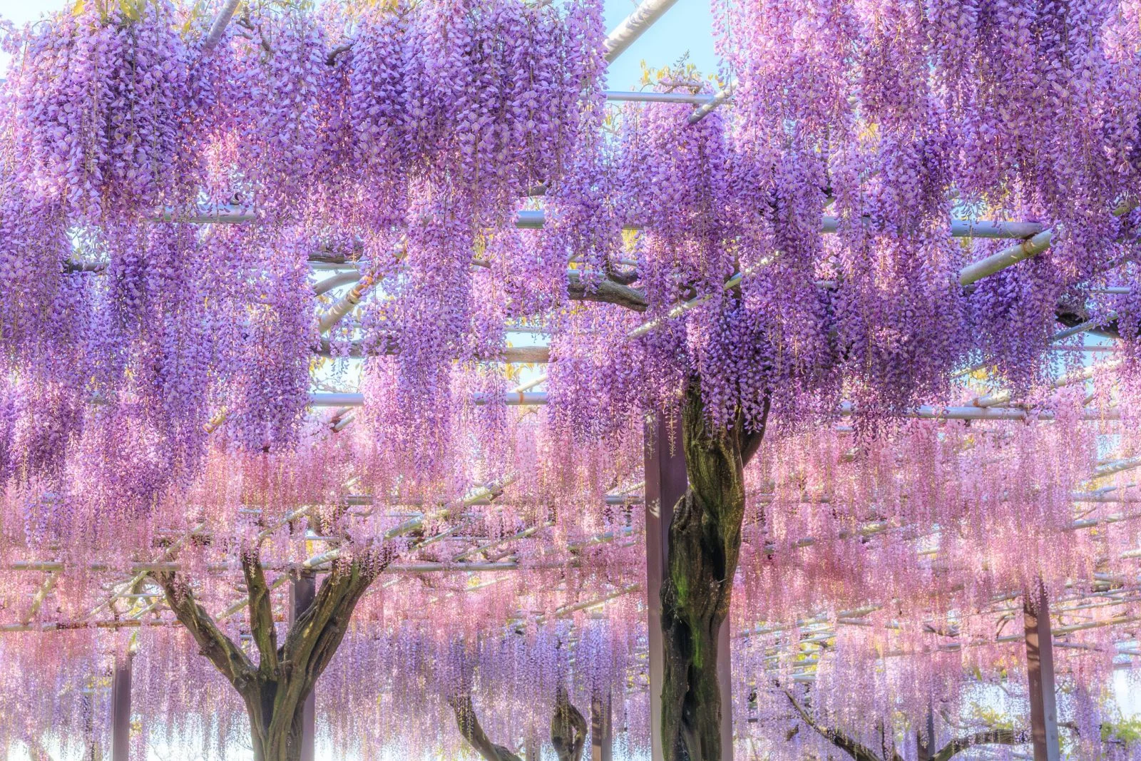 無料壁紙 ３色に輝く藤オーロラ。PCとデスクトップ壁紙に最適な4K高画質の無料壁紙。三重県津市のかざはやの里で撮影したフリー写真素材