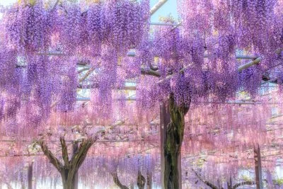 無料壁紙 ３色に輝く藤オーロラ。PCとデスクトップ壁紙に最適な4K高画質の無料壁紙。三重県津市のかざはやの里で撮影したフリー写真素材