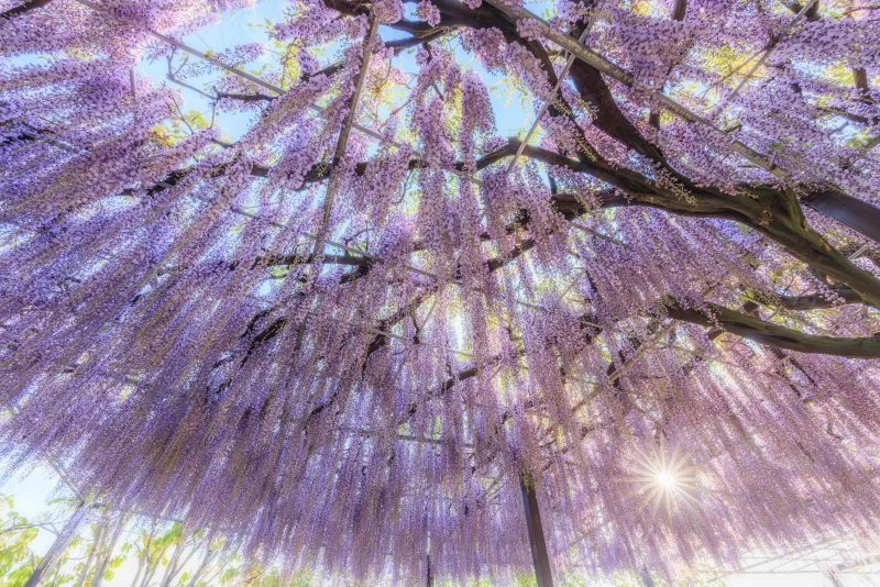 無料壁紙 朝日が降り注ぐ藤のシャンデリア。PCとデスクトップ壁紙に最適な4K高画質の無料壁紙。三重県津市のかざはやの里で撮影したフリー写真素材