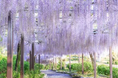 無料壁紙 圧巻の藤トンネル。PCとデスクトップ壁紙に最適な4K高画質の無料壁紙。三重県津市のかざはやの里で撮影したフリー写真素材