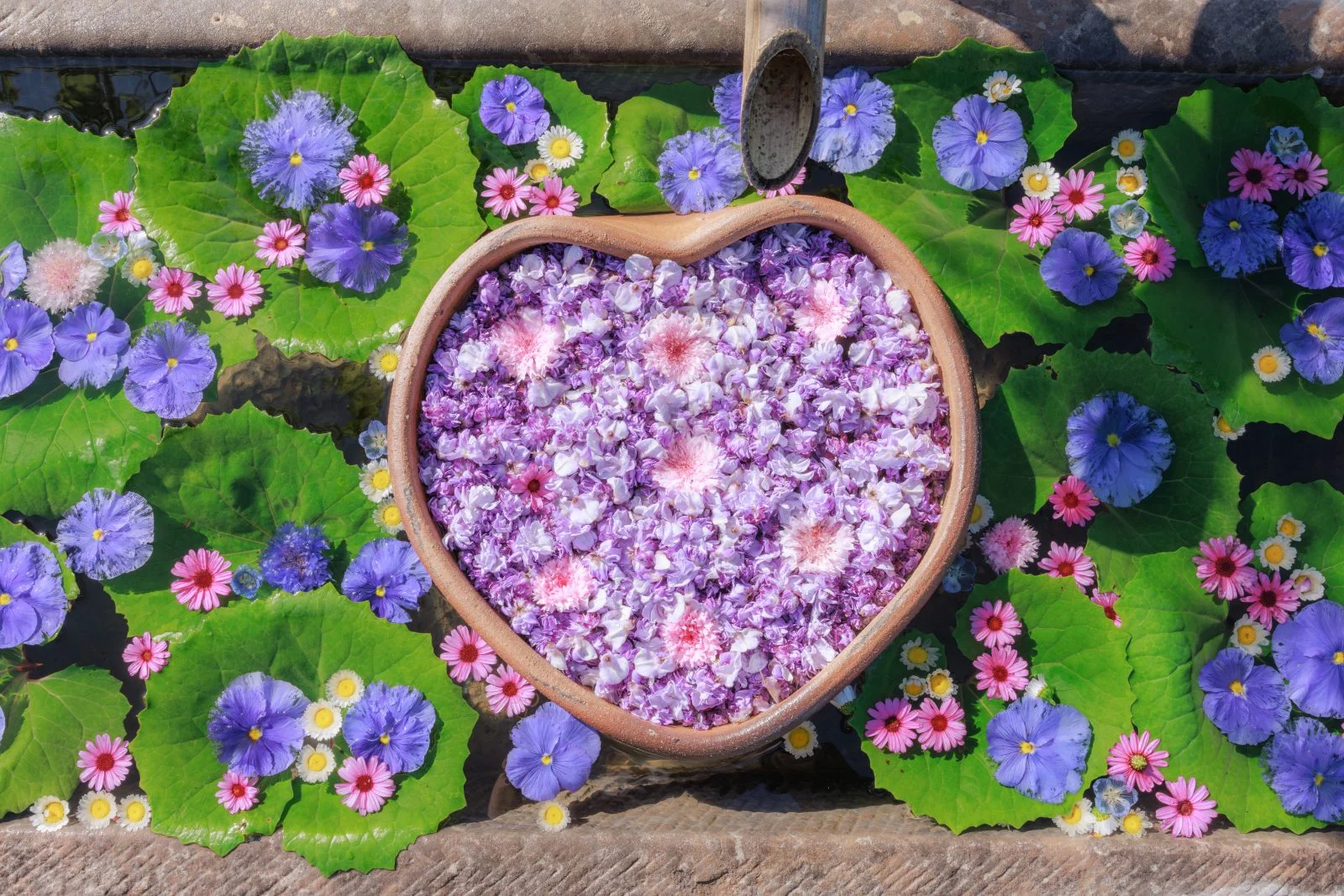 無料壁紙 ハートの藤が浮かぶ花手水。PCとデスクトップ壁紙に最適な4K高画質の無料壁紙。三重県津市のかざはやの里で撮影したフリー写真素材