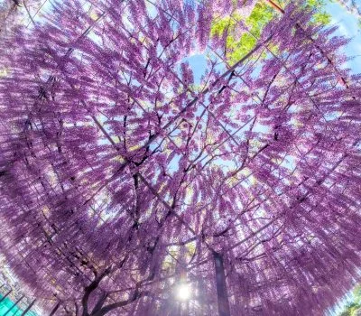 無料壁紙 青空が見える藤のシャンデリア。PCとデスクトップ壁紙に最適な4K高画質の無料壁紙。三重県津市のかざはやの里で撮影したフリー写真素材