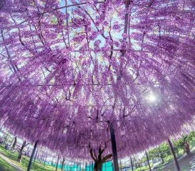 無料壁紙 圧巻の藤シャンデリア。PCとデスクトップ壁紙に最適な4K高画質の無料壁紙。三重県津市のかざはやの里で撮影したフリー写真素材