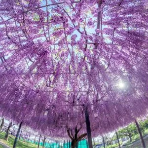 無料壁紙 圧巻の藤シャンデリア。PCとデスクトップ壁紙に最適な4K高画質の無料壁紙。三重県津市のかざはやの里で撮影したフリー写真素材