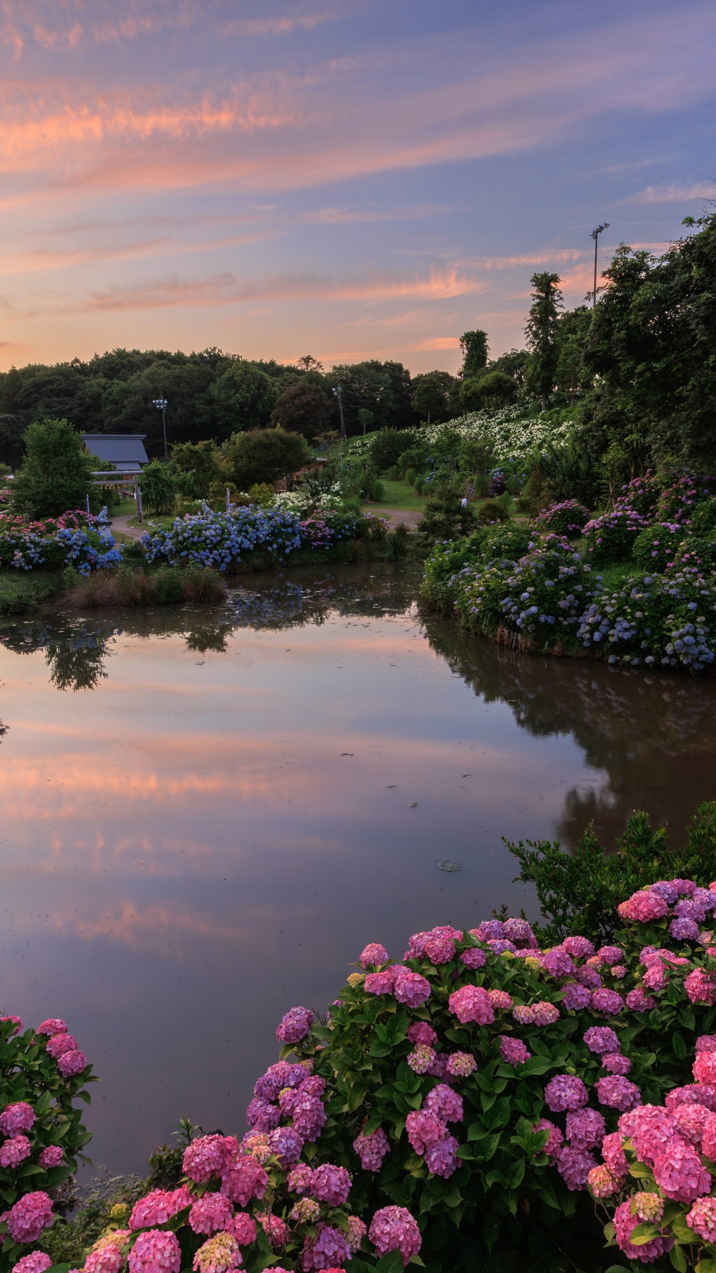 ハート池を囲む紫陽花と夕陽(三重県津市・かざはやの里)