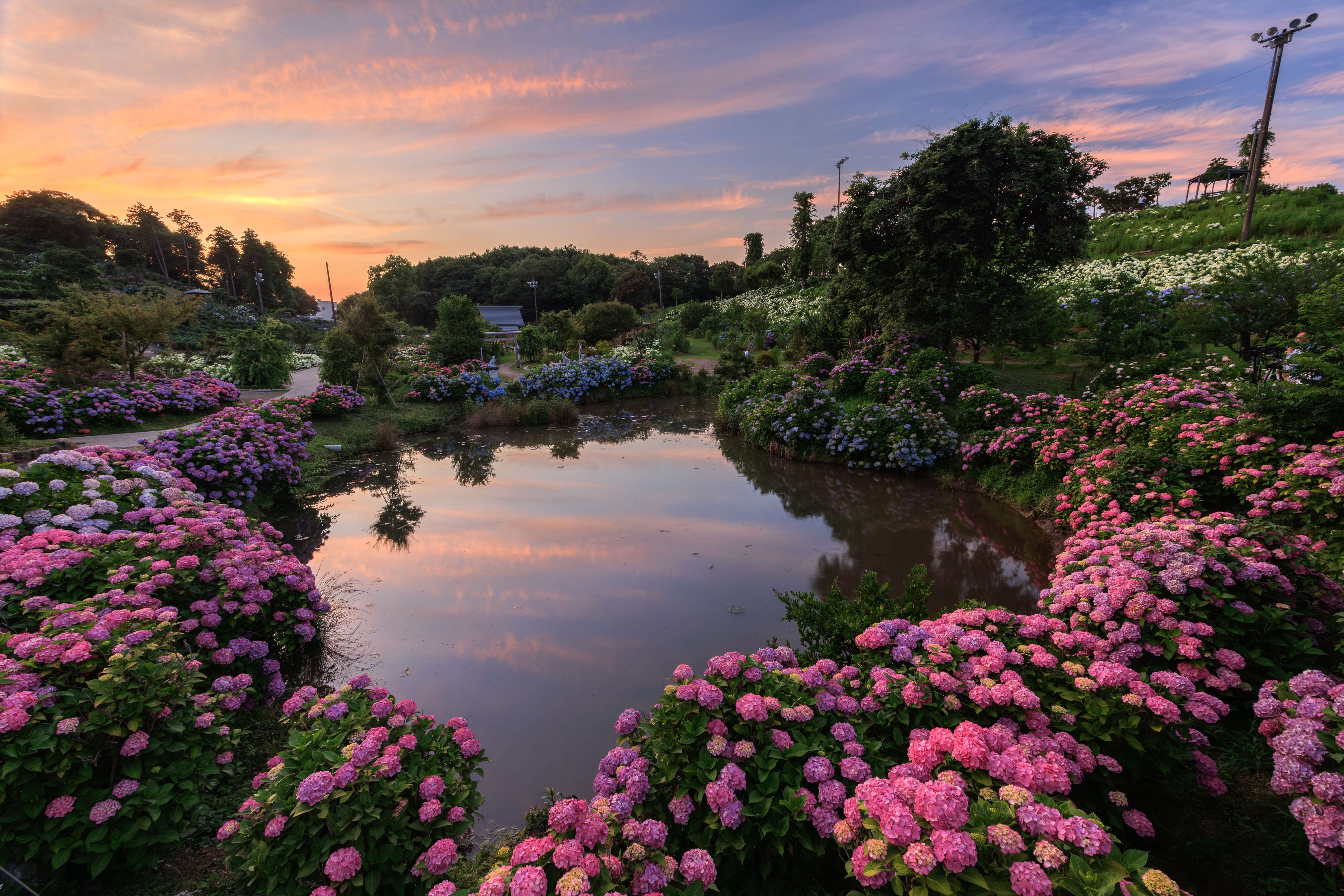 無料壁紙 ハート池を囲む紫陽花と夕陽。PCとデスクトップ壁紙に最適な4K高画質の無料壁紙。三重県津市のかざはやの里で撮影したフリー写真素材