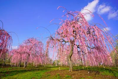 無料壁紙 青空と梅。PCとデスクトップ壁紙に最適な4K高画質の無料壁紙。三重県津市のかざはやの里で撮影したフリー写真素材