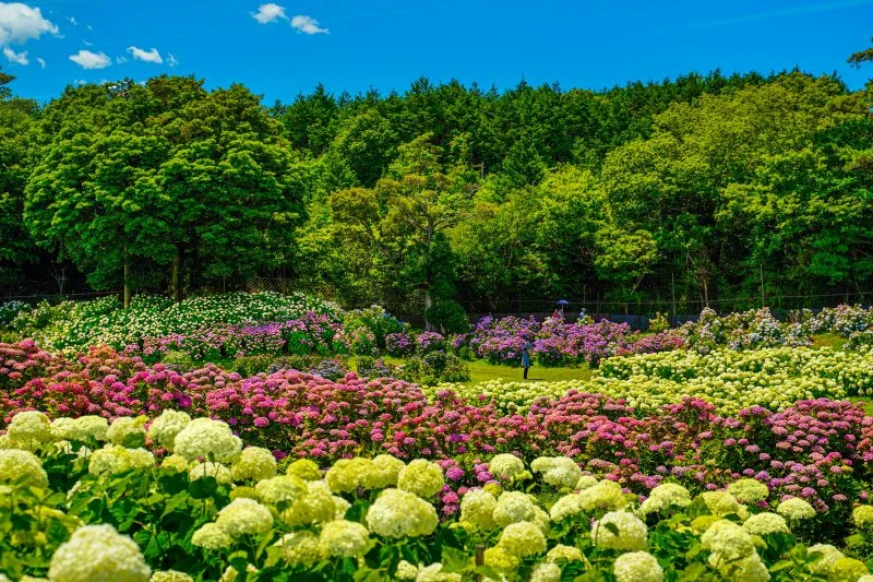 無料壁紙 紫陽花に囲まれて。PCとデスクトップ壁紙に最適な4K高画質の無料壁紙。三重県津市のかざはやの里で撮影したフリー写真素材