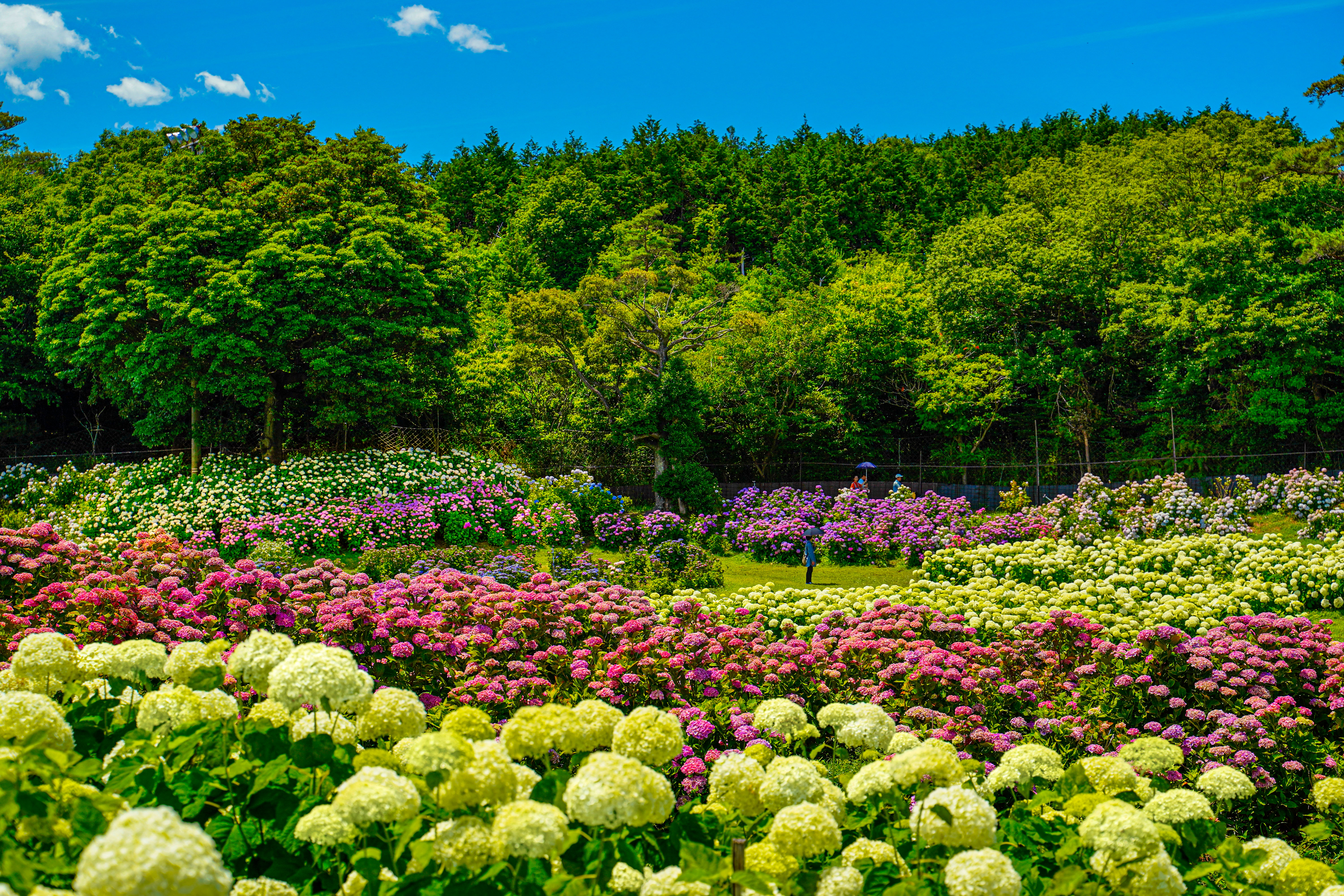無料壁紙 紫陽花に囲まれて。PCとデスクトップ壁紙に最適な4K高画質の無料壁紙。三重県津市のかざはやの里で撮影したフリー写真素材