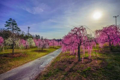 無料壁紙 西日に照らされる紅白の梅。PCとデスクトップ壁紙に最適な4K高画質の無料壁紙。三重県津市のかざはやの里で撮影したフリー写真素材