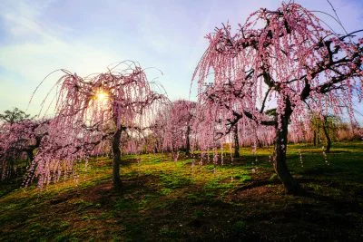 無料壁紙 西日に照らされる梅。PCとデスクトップ壁紙に最適な4K高画質の無料壁紙。三重県津市のかざはやの里で撮影したフリー写真素材