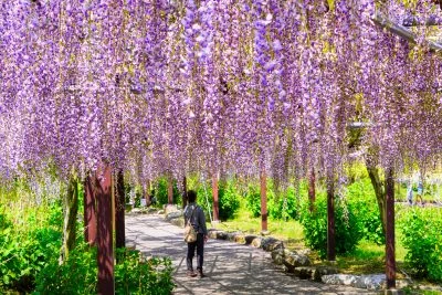 無料壁紙 藤に包まれて。PCとデスクトップ壁紙に最適な4K高画質の無料壁紙。三重県津市のかざはやの里で撮影したフリー写真素材