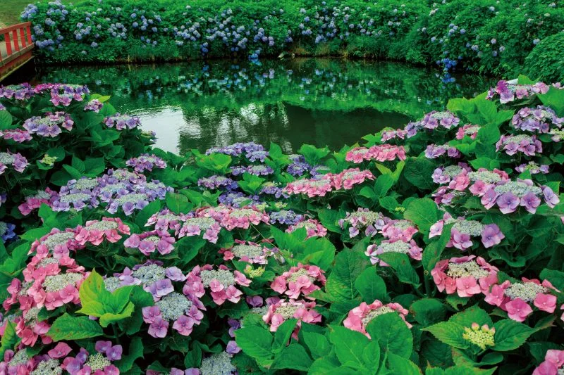 無料壁紙 ヤマアジサイのグラデーション。PCとデスクトップ壁紙に最適な4K高画質の無料壁紙。三重県津市のかざはやの里で撮影したフリー写真素材