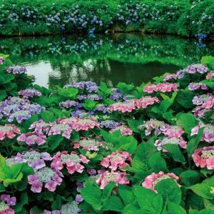 無料壁紙 ヤマアジサイのグラデーション。PCとデスクトップ壁紙に最適な4K高画質の無料壁紙。三重県津市のかざはやの里で撮影したフリー写真素材