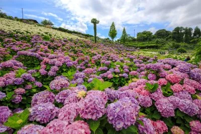 無料壁紙 紫とピンクの紫陽花。PCとデスクトップ壁紙に最適な4K高画質の無料壁紙。三重県津市のかざはやの里で撮影したフリー写真素材