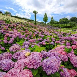 かざはやの里のフリー写真素材