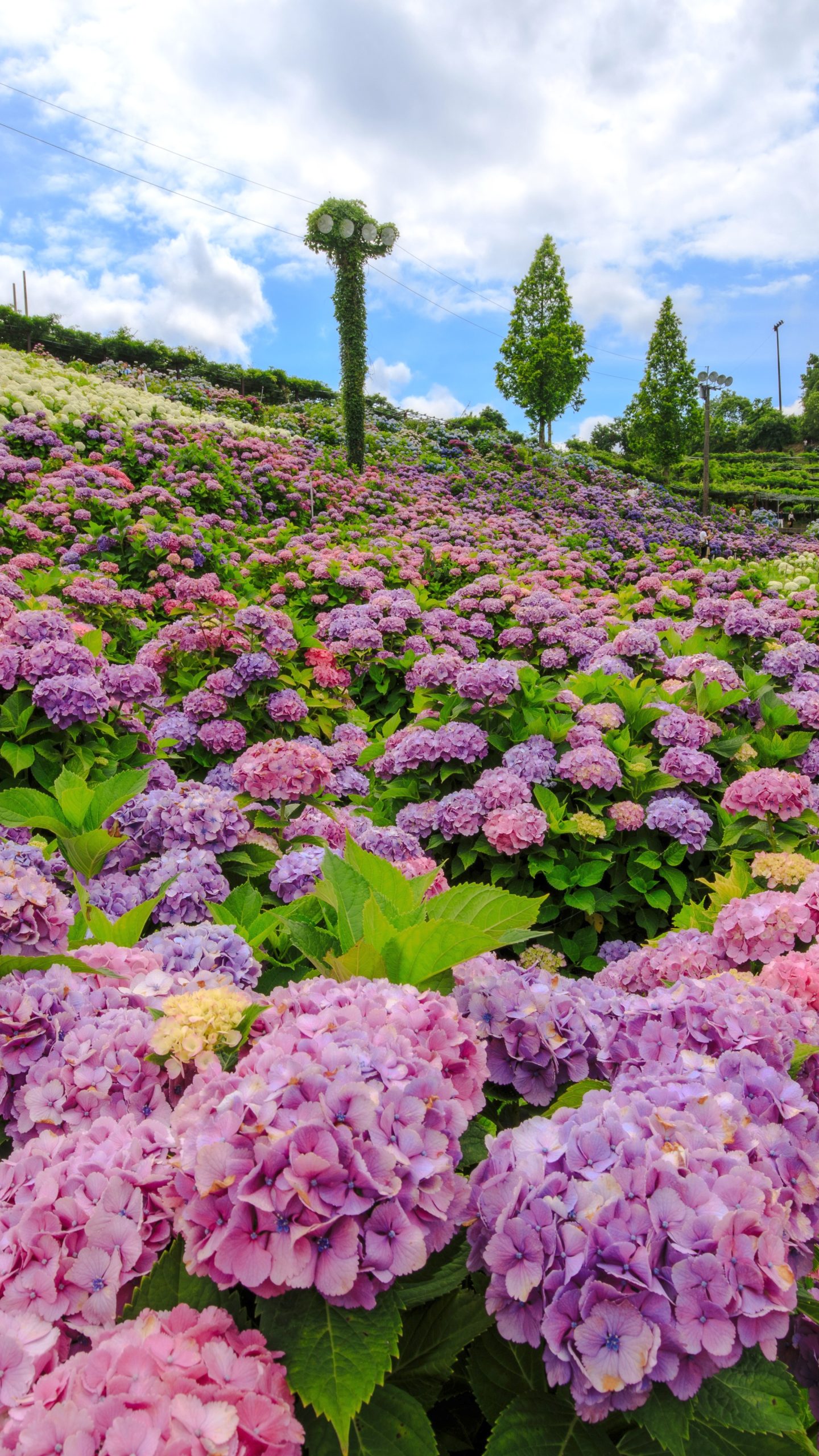 紫とピンクの紫陽花(三重県津市・かざはやの里)
