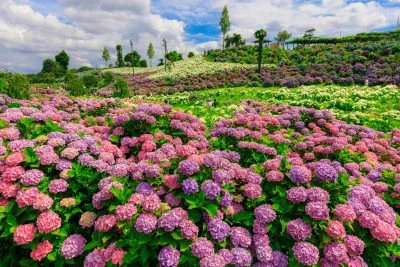 無料壁紙 ７５０００本の紫陽花。PCとデスクトップ壁紙に最適な4K高画質の無料壁紙。三重県津市のかざはやの里で撮影したフリー写真素材