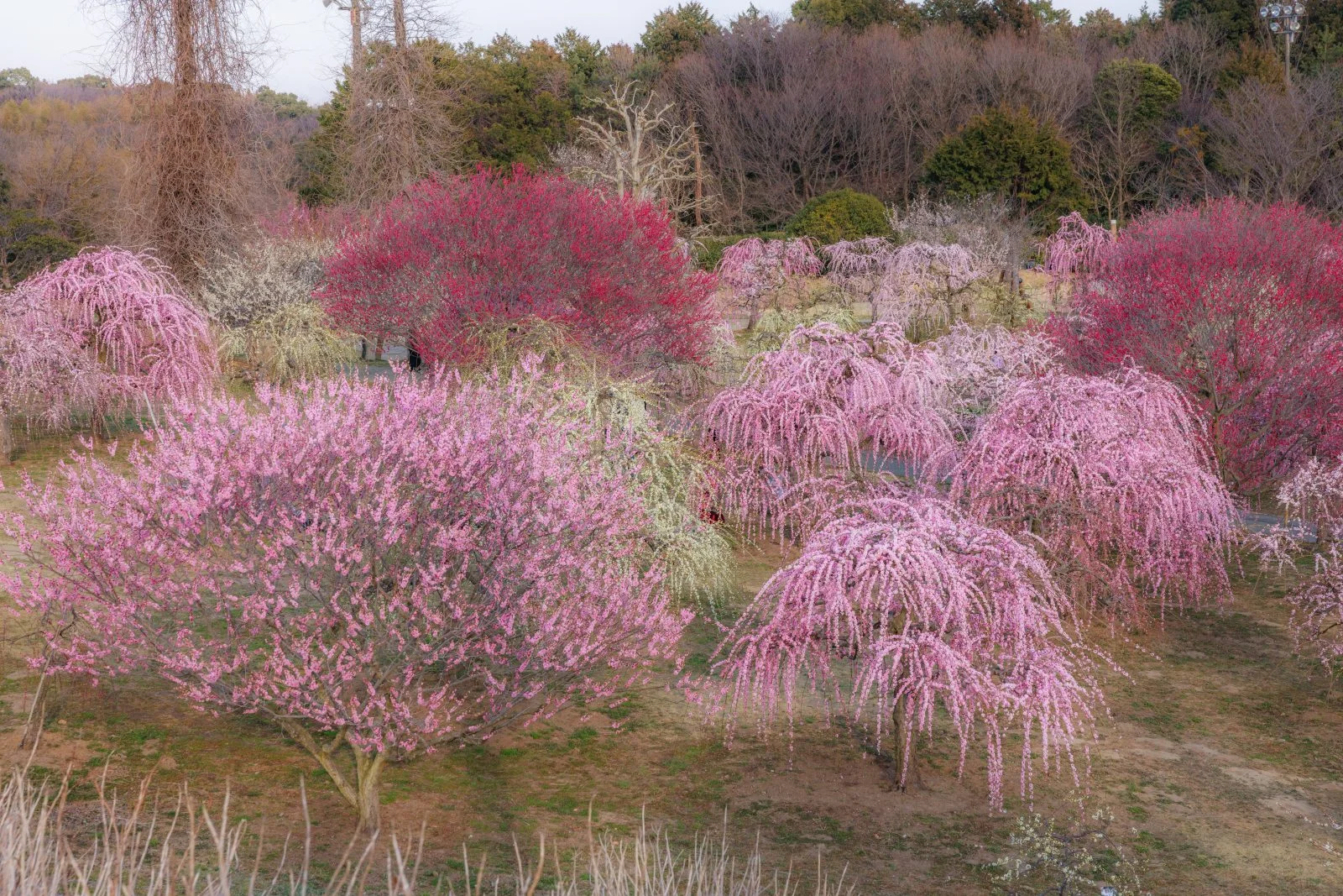 無料壁紙 丘の上からしだれ梅を見下ろす。PCとデスクトップ壁紙に最適な4K高画質の無料壁紙。三重県津市のかざはやの里で撮影したフリー写真素材