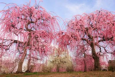 無料壁紙 立派な紅白のしだれ梅。PCとデスクトップ壁紙に最適な4K高画質の無料壁紙。三重県津市のかざはやの里で撮影したフリー写真素材