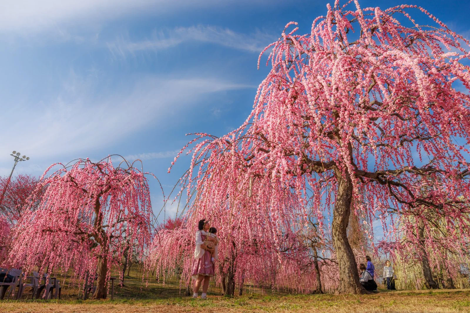 無料壁紙 見頃を迎えたしだれ梅。PCとデスクトップ壁紙に最適な4K高画質の無料壁紙。三重県津市のかざはやの里で撮影したフリー写真素材