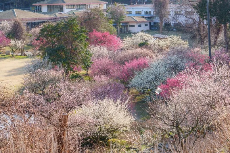 無料壁紙 入園口付近の梅。PCとデスクトップ壁紙に最適な4K高画質の無料壁紙。三重県津市のかざはやの里で撮影したフリー写真素材