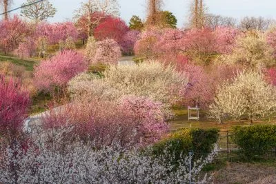 無料壁紙 満開の梅。PCとデスクトップ壁紙に最適な4K高画質の無料壁紙。三重県津市のかざはやの里で撮影したフリー写真素材