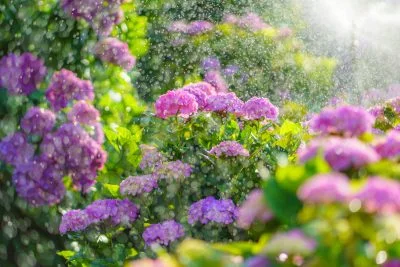 無料壁紙 放水タイム。PCとデスクトップ壁紙に最適な4K高画質の無料壁紙。三重県津市のかざはやの里で撮影したフリー写真素材