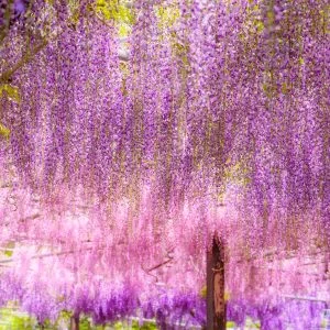 無料壁紙 まるでオーロラのような藤グラデーション。PCとデスクトップ壁紙に最適な4K高画質の無料壁紙。三重県津市のかざはやの里で撮影したフリー写真素材