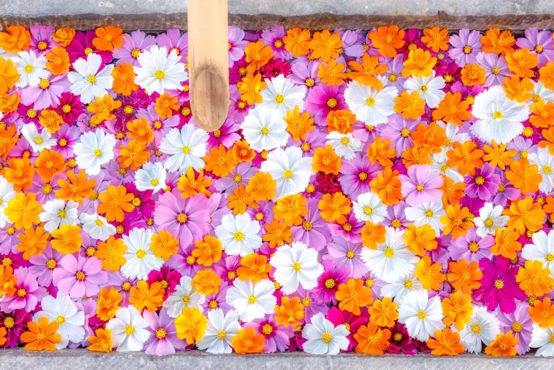 無料壁紙 色鮮やかなコスモス花手水。PCとデスクトップ壁紙に最適な4K高画質の無料壁紙。三重県津市のかざはやの里で撮影したフリー写真素材