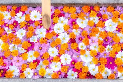 無料壁紙 色鮮やかなコスモス花手水。PCとデスクトップ壁紙に最適な4K高画質の無料壁紙。三重県津市のかざはやの里で撮影したフリー写真素材