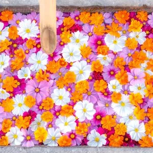 無料壁紙 色鮮やかなコスモス花手水。PCとデスクトップ壁紙に最適な4K高画質の無料壁紙。三重県津市のかざはやの里で撮影したフリー写真素材