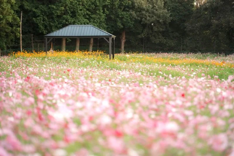 無料壁紙 紅白のコスモスとキバナコスモス。PCとデスクトップ壁紙に最適な4K高画質の無料壁紙。三重県津市のかざはやの里で撮影したフリー写真素材