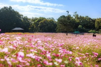 無料壁紙 青空と満開のコスモス畑。PCとデスクトップ壁紙に最適な4K高画質の無料壁紙。三重県津市のかざはやの里で撮影したフリー写真素材