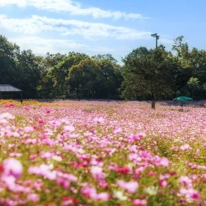 無料壁紙 青空と満開のコスモス畑。PCとデスクトップ壁紙に最適な4K高画質の無料壁紙。三重県津市のかざはやの里で撮影したフリー写真素材