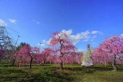 無料壁紙 しだれ梅と白いベンチ。PCとデスクトップ壁紙に最適な4K高画質の無料壁紙。三重県津市のかざはやの里で撮影したフリー写真素材