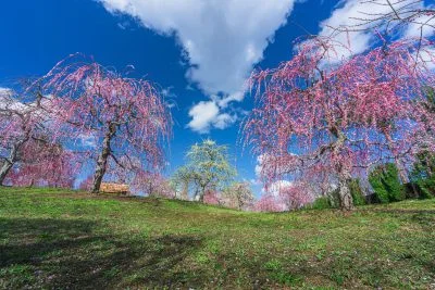 無料壁紙 紅白の梅見頃。PCとデスクトップ壁紙に最適な4K高画質の無料壁紙。三重県津市のかざはやの里で撮影したフリー写真素材