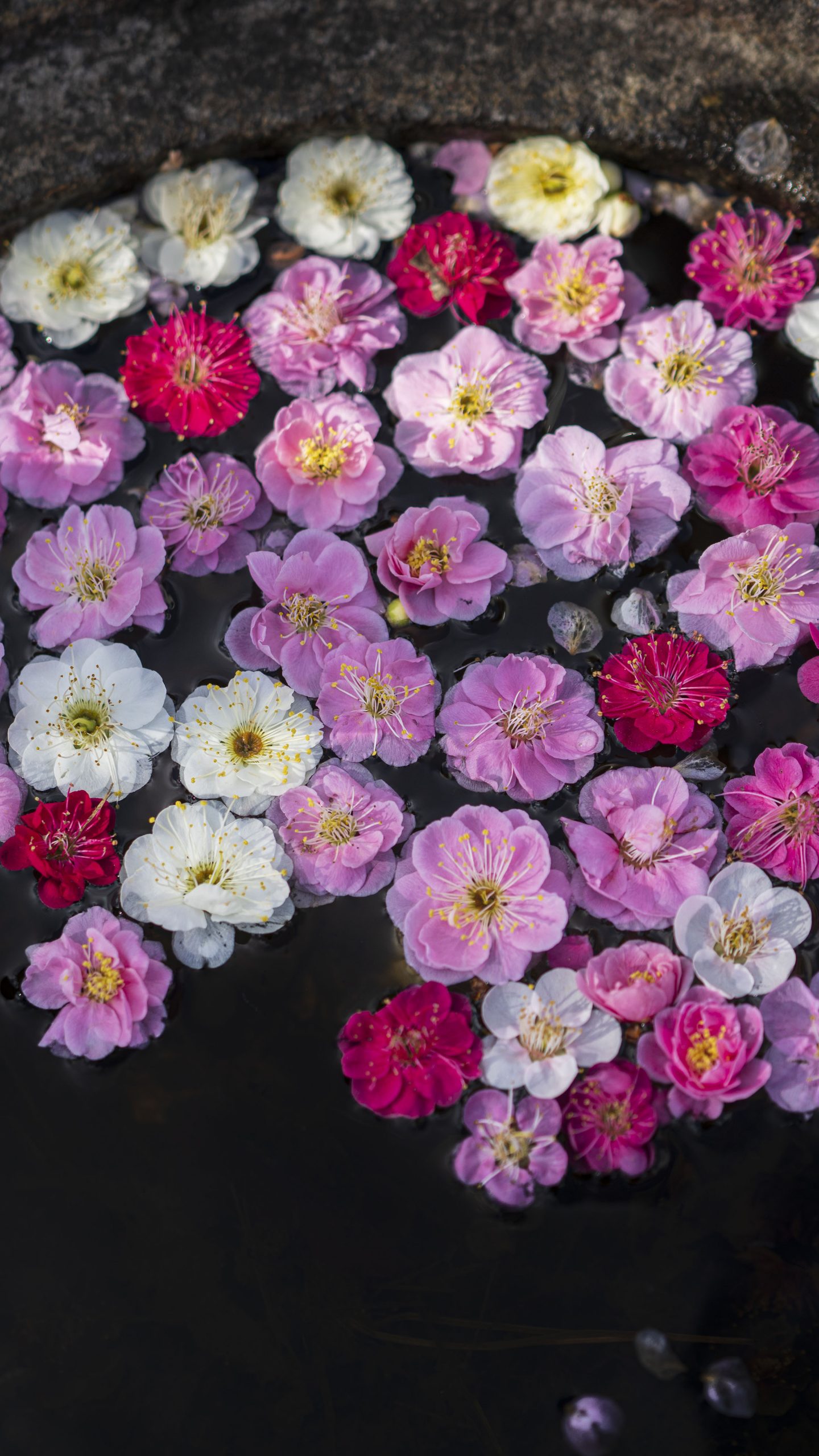 無料壁紙 梅の花びら広がる手水鉢。PCとデスクトップ壁紙に最適な4K高画質の無料壁紙。三重県津市のかざはやの里で撮影したフリー写真素材