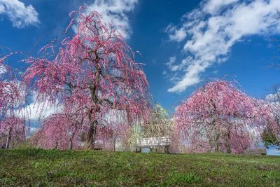 無料壁紙 青とピンクと緑の春景色。PCとデスクトップ壁紙に最適な4K高画質の無料壁紙。三重県津市のかざはやの里で撮影したフリー写真素材