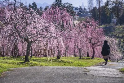 無料壁紙 しだれ梅ロード。PCとデスクトップ壁紙に最適な4K高画質の無料壁紙。三重県津市のかざはやの里で撮影したフリー写真素材