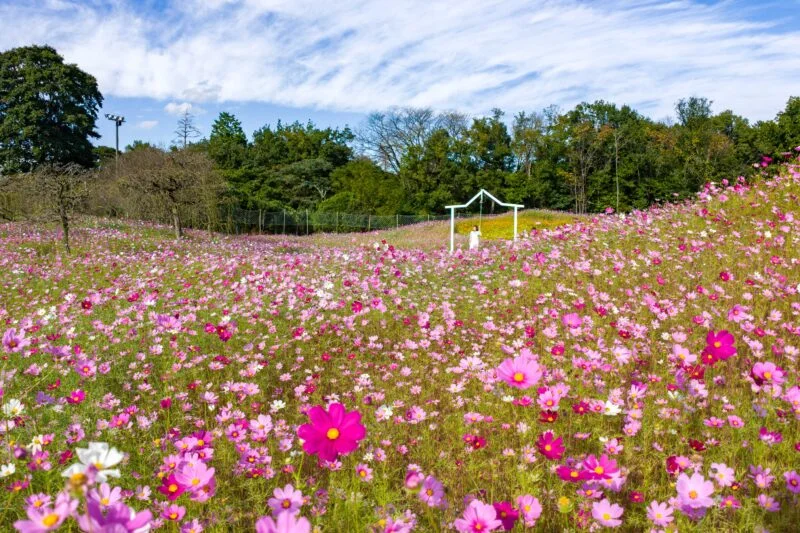 鐘が見えるコスモスの丘（三重県津市・かざはやの里）