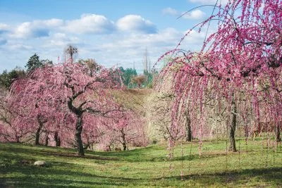 無料壁紙 紅白のしだれ梅。PCとデスクトップ壁紙に最適な4K高画質の無料壁紙。三重県津市のかざはやの里で撮影したフリー写真素材