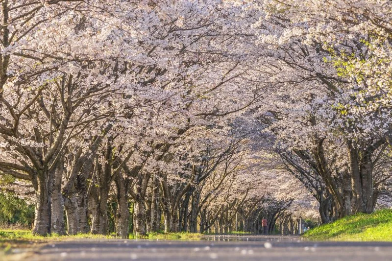 無料壁紙 夕暮れの桜トンネル。PCとデスクトップ壁紙に最適な4K高画質の無料壁紙。三重県津市の北神山花街道で撮影したフリー写真素材