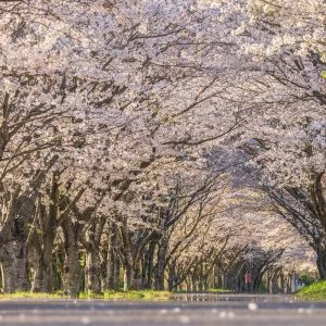 無料壁紙 夕暮れの桜トンネル。PCとデスクトップ壁紙に最適な4K高画質の無料壁紙。三重県津市の北神山花街道で撮影したフリー写真素材